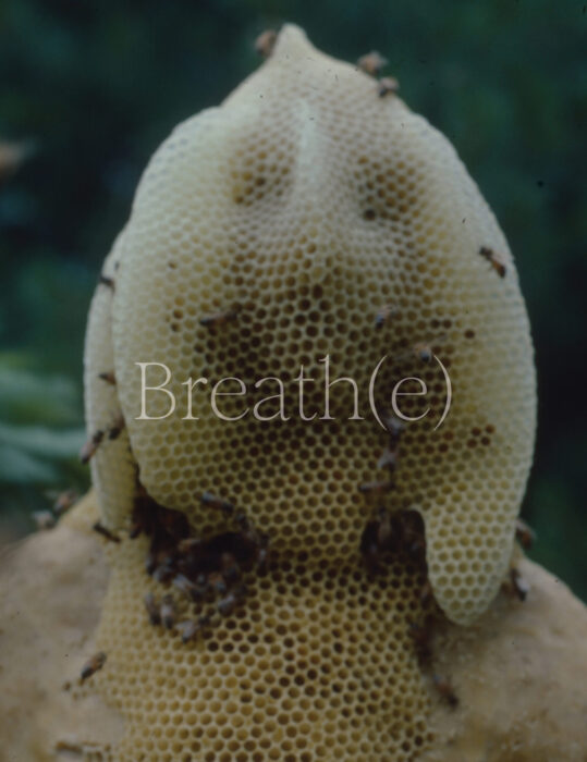 Cover for Breath(e): Toward Climate and Social Justice